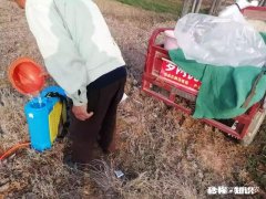 春季小麦怎么样做好田间除草