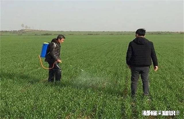 春季小麦怎么样做好田间除草