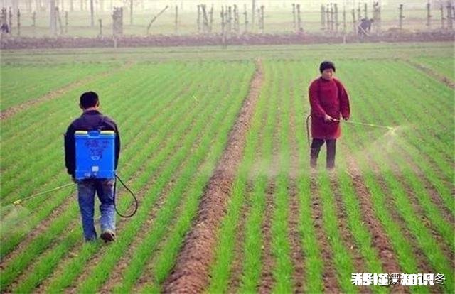 春季小麦怎么样做好田间除草