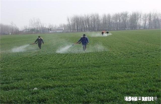 春季小麦怎么样做好田间除草