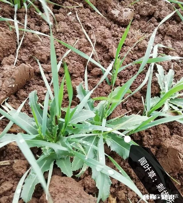 春季小麦怎么样做好田间除草