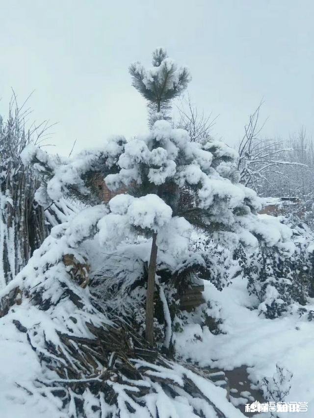 今年冬天第一场雪，你的城市下雪了吗