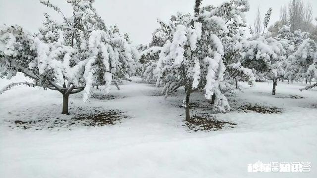 今年冬天第一场雪，你的城市下雪了吗