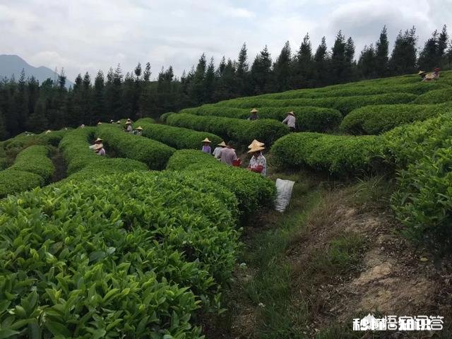 你认为茶叶电商有哪几个问题亟需解决