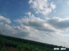 一斤狗粮可以换小麦二百多斤地里可以种狗粮吗可以增加百姓收入