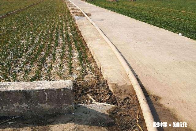 一斤狗粮可以换小麦二百多斤地里可以种狗粮吗可以增加百姓收入