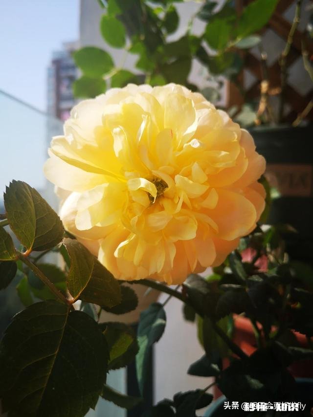 请教各位花友们，阳台和卧室里适合养哪些植物呢