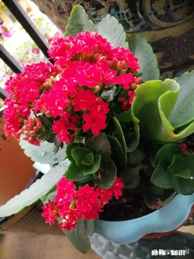 请教各位花友们，阳台和卧室里适合养哪些植物呢