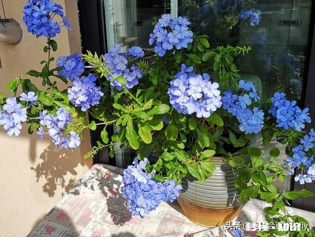 请教各位花友们，阳台和卧室里适合养哪些植物呢