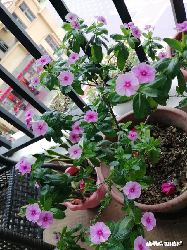 请教各位花友们，阳台和卧室里适合养哪些植物呢