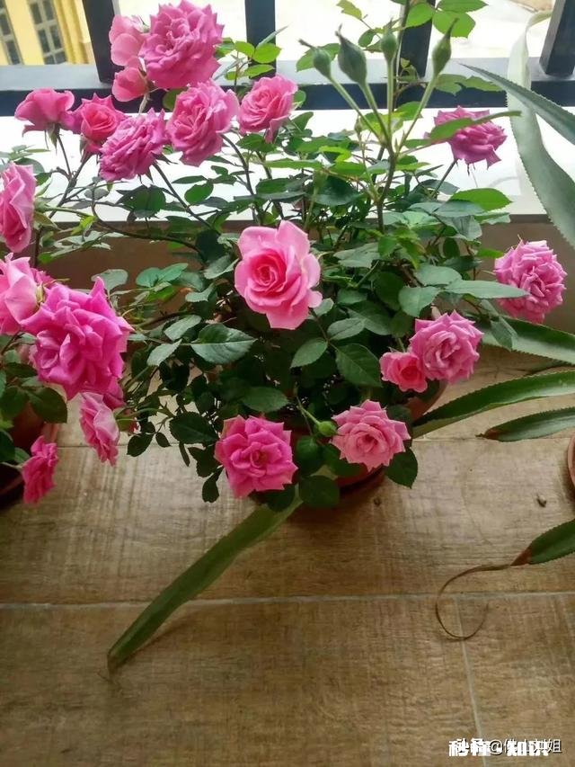 请教各位花友们，阳台和卧室里适合养哪些植物呢