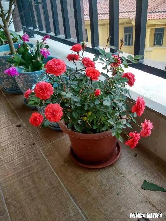 请教各位花友们，阳台和卧室里适合养哪些植物呢