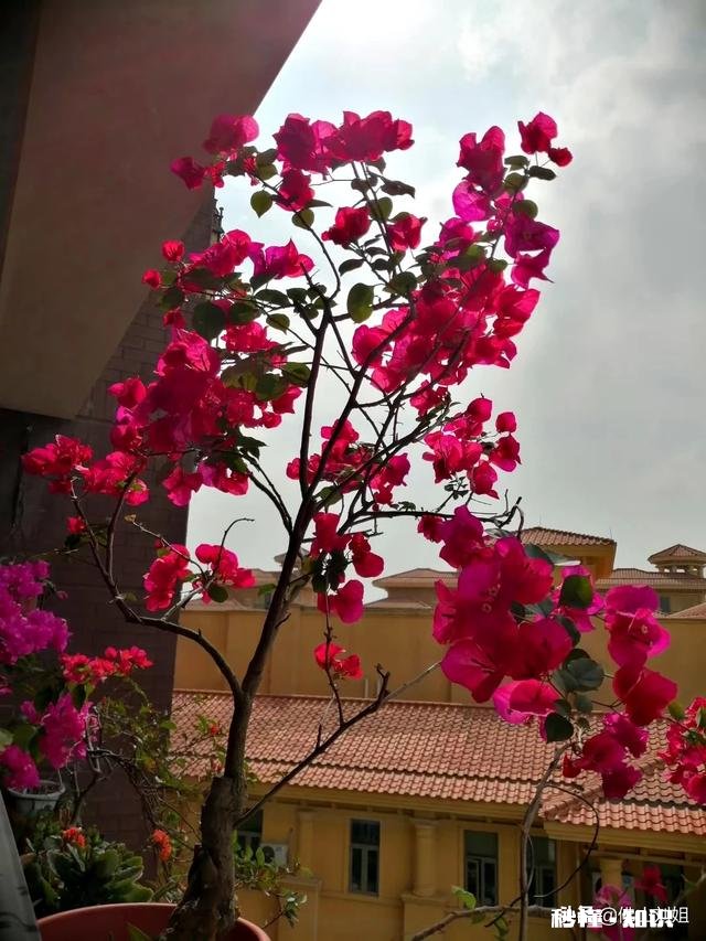 请教各位花友们，阳台和卧室里适合养哪些植物呢