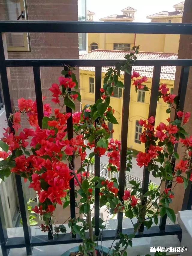 请教各位花友们，阳台和卧室里适合养哪些植物呢