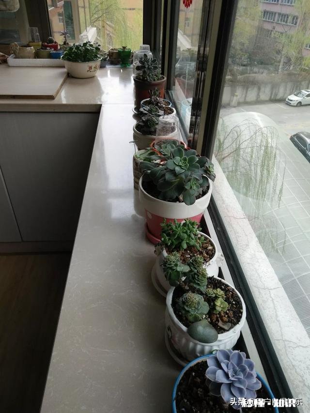 请教各位花友们，阳台和卧室里适合养哪些植物呢