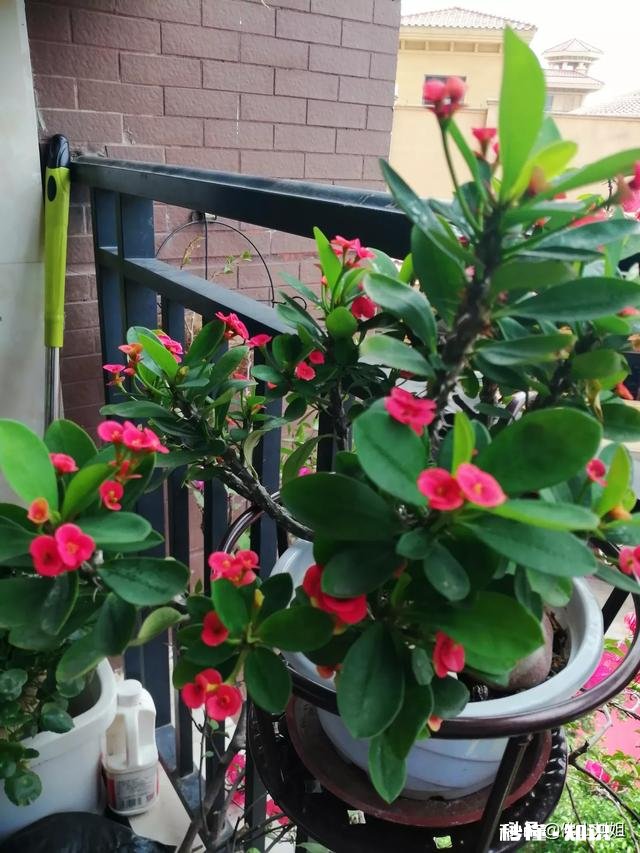 请教各位花友们，阳台和卧室里适合养哪些植物呢