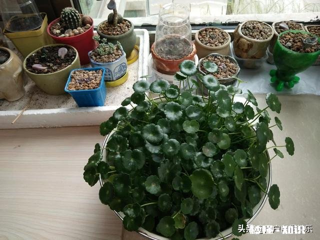 请教各位花友们，阳台和卧室里适合养哪些植物呢