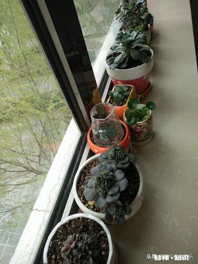 请教各位花友们，阳台和卧室里适合养哪些植物呢