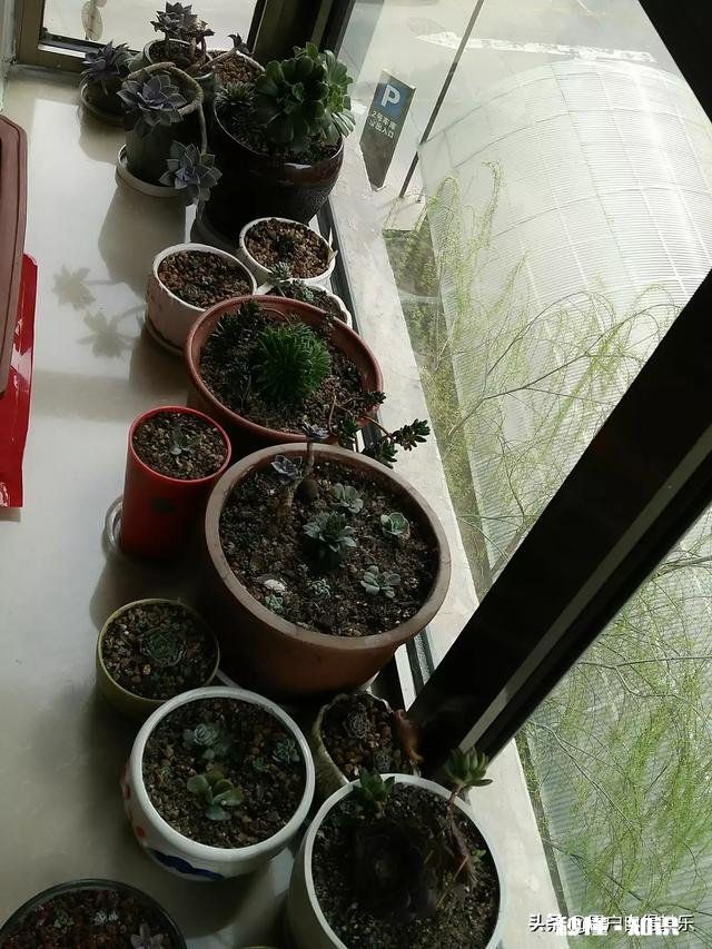 请教各位花友们，阳台和卧室里适合养哪些植物呢
