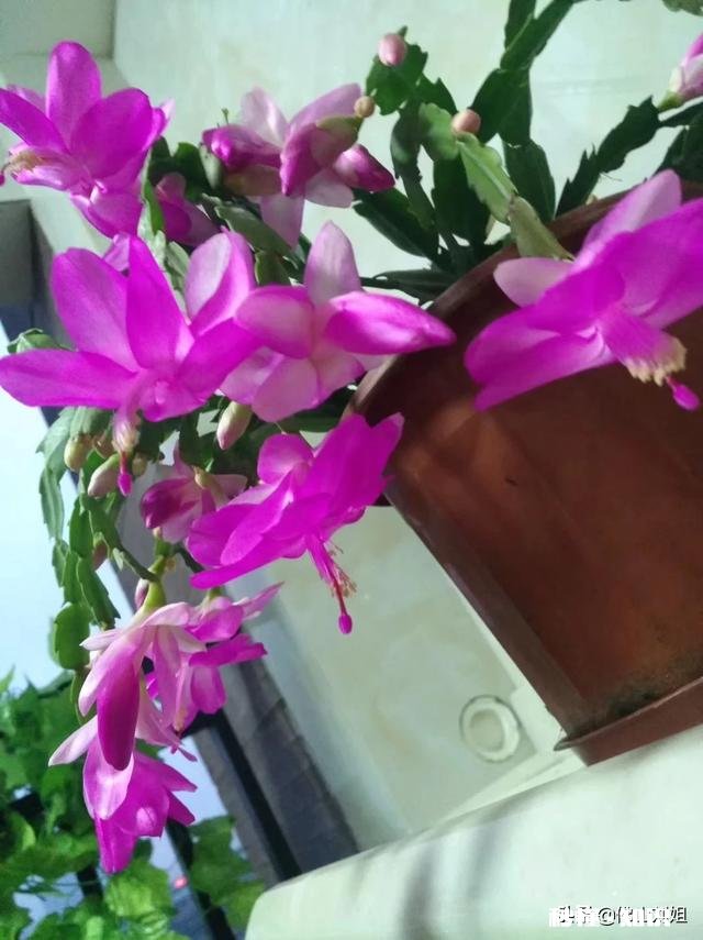 请教各位花友们，阳台和卧室里适合养哪些植物呢