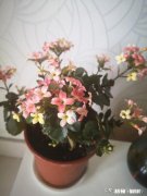 请教各位花友们，阳台和卧室里适合养哪些植物呢