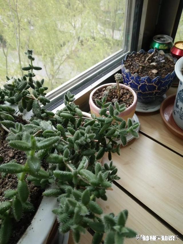 请教各位花友们，阳台和卧室里适合养哪些植物呢