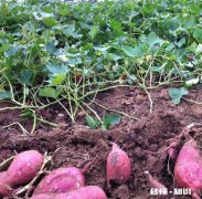 吃什么菜引起便秘