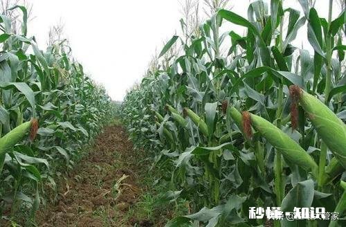 磷酸二氢钾能用于玉米地追肥吗