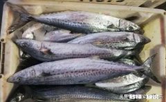 哪些鱼可以做饺子馅