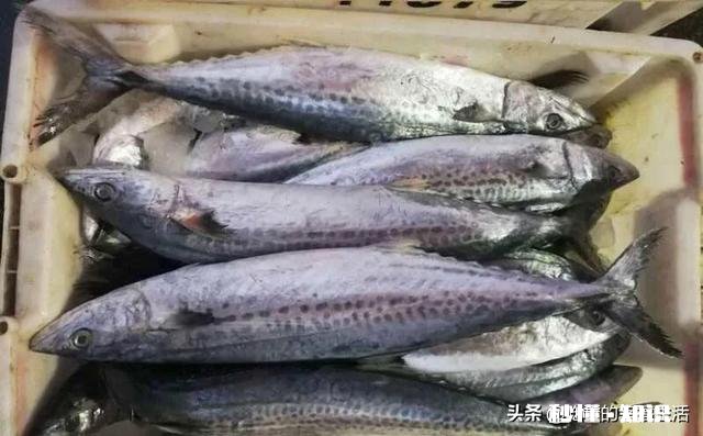 哪些鱼可以做饺子馅