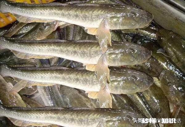 哪些鱼可以做饺子馅