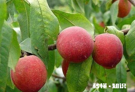 桃树膨果期用什么肥最好