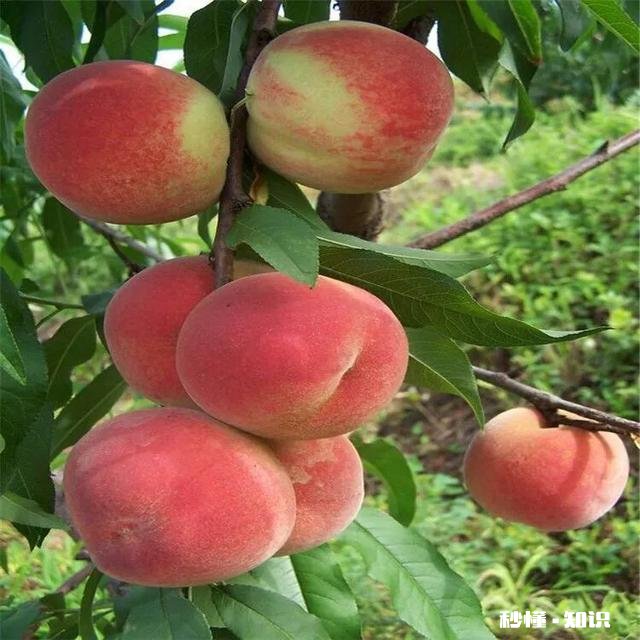 桃树膨果期用什么肥最好