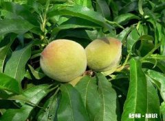 桃树膨果期用什么肥最好