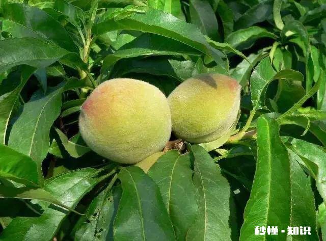 桃树膨果期用什么肥最好