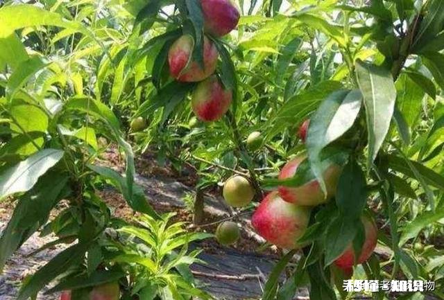 桃树膨果期用什么肥最好