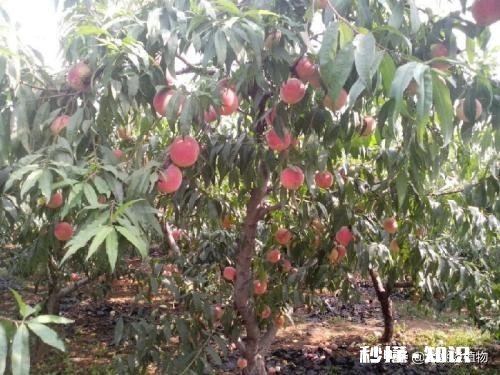 桃树膨果期用什么肥最好