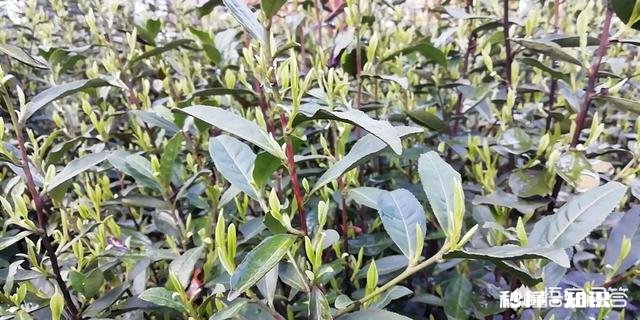 茶叶的价格水分有多大怎样买到性价比高的茶叶