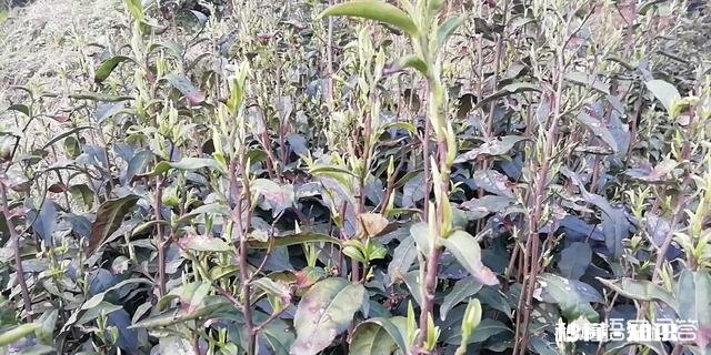 茶叶的价格水分有多大怎样买到性价比高的茶叶