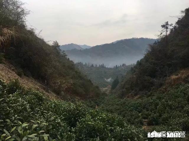 茶叶的价格水分有多大怎样买到性价比高的茶叶
