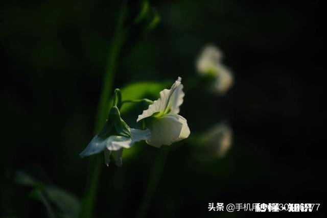 如何拍摄“草树知春不久归,百般红紫斗芳菲”的意境