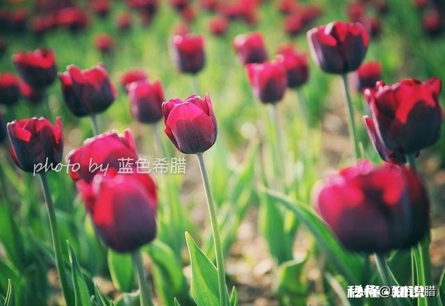 如何拍摄“草树知春不久归,百般红紫斗芳菲”的意境