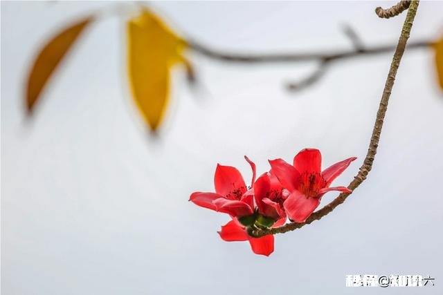 如何拍摄“草树知春不久归,百般红紫斗芳菲”的意境