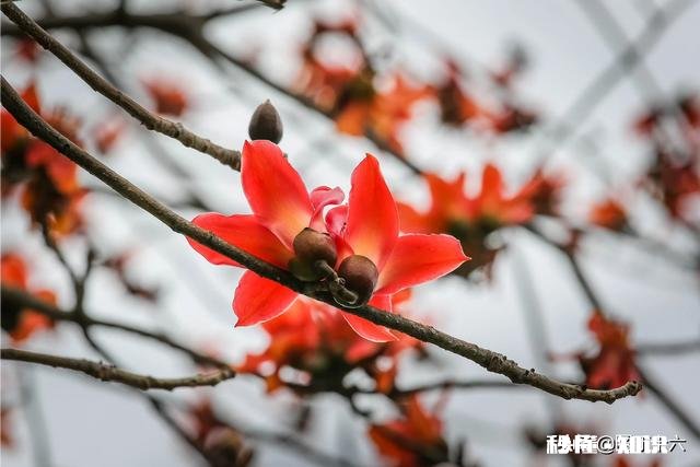 如何拍摄“草树知春不久归,百般红紫斗芳菲”的意境
