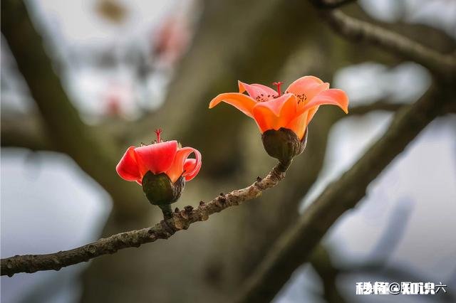 如何拍摄“草树知春不久归,百般红紫斗芳菲”的意境