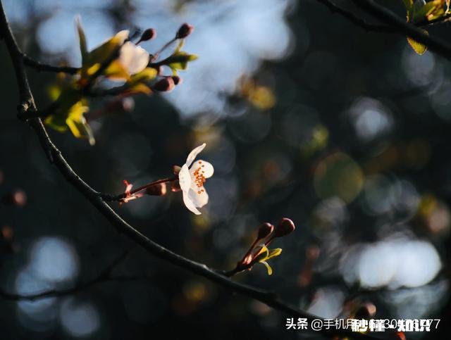 如何拍摄“草树知春不久归,百般红紫斗芳菲”的意境