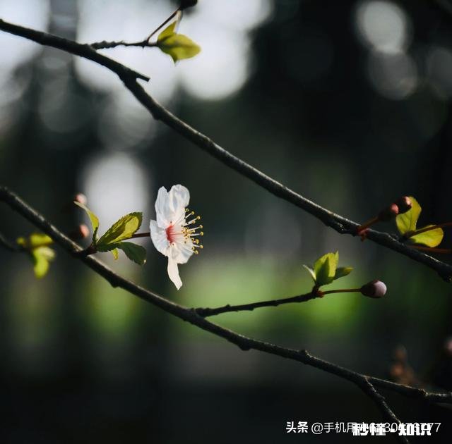 如何拍摄“草树知春不久归,百般红紫斗芳菲”的意境