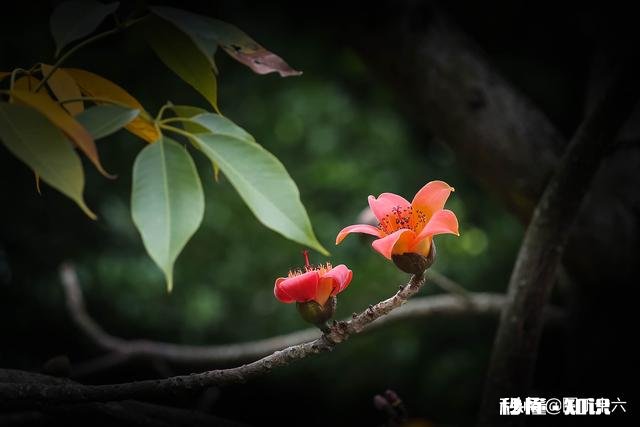如何拍摄“草树知春不久归,百般红紫斗芳菲”的意境