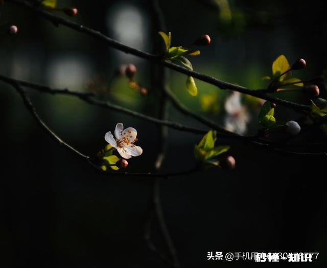 如何拍摄“草树知春不久归,百般红紫斗芳菲”的意境