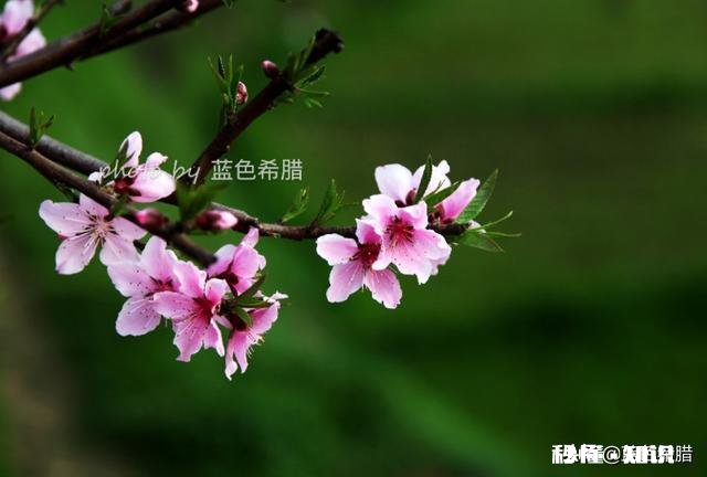 如何拍摄“草树知春不久归,百般红紫斗芳菲”的意境